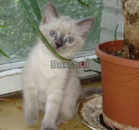 Невские маскарадные котята 2 мес Москва