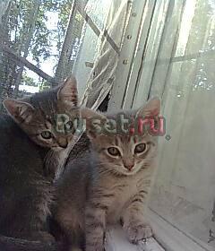 Отдам котят в добрые и заботливые руки Москва
