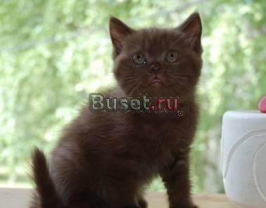 Британские котята Москва