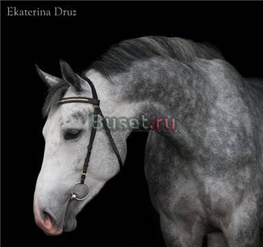 Подрощенная кобыла,серая  в яблоко.орловец Темрюк