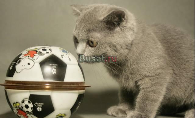 Плюшевый вислоухий котик Москва