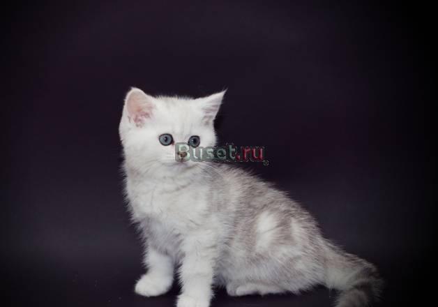 Серебристый затушеванный британский котик Санкт-Петербург