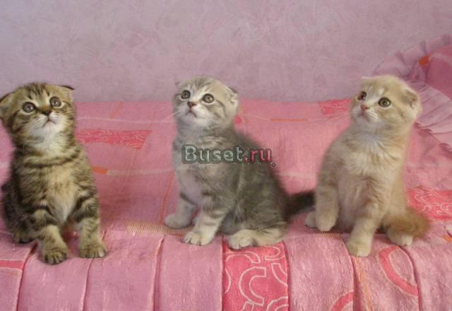 Шотландские  вислоухие котята Барнаул