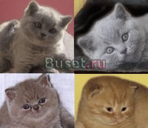 Выставка и продажа котят Москва