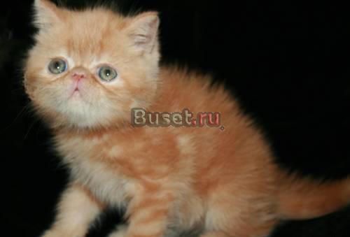 Экзотические плюшевые котята Москва