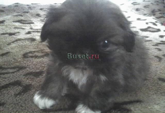 Щенок пекинеса Нижний Новгород