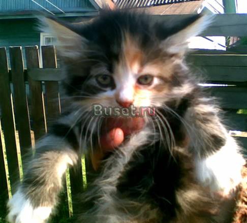 Недорого котята породы мейн кун Санкт-Петербург