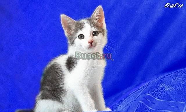 Котёнок мальчик, 1,5 мес., в дар Москва