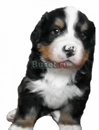 Продаются щенки Бернского Зенненхунда Москва