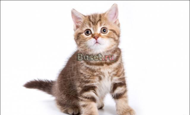 Британские плюшевые котята для Вас Москва