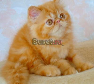 Персидские котята Москва