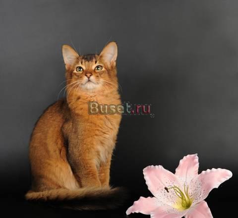 Котята породы Сомали, доставка в любой город Санкт-Петербург