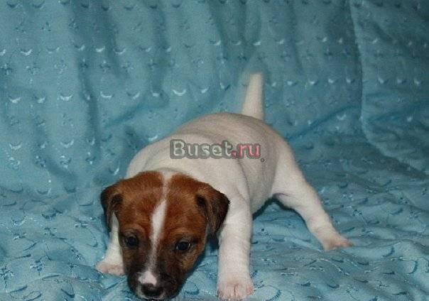Недорого алиментный щенок Джек Рассел терьера Санкт-Петербург
