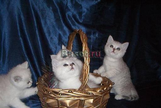 Клубные британские котята Москва