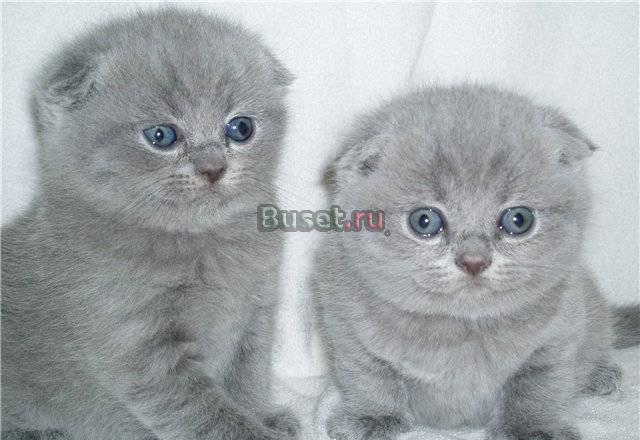 От родителей чемпионов шотландские котята Москва