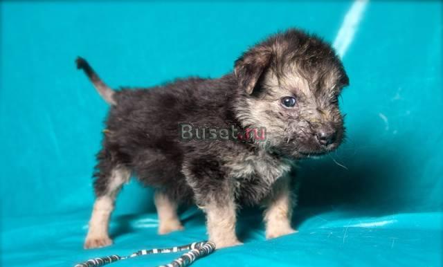 В Дар декоративная щенулька Нитка, 1,5 мес Москва