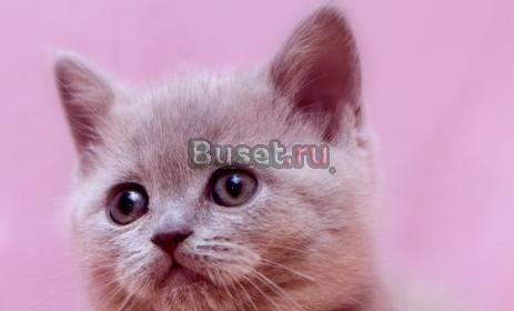 Клубная кошечка Скоттиш Страйт Москва