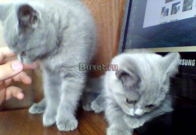 Британские котята Коломна
