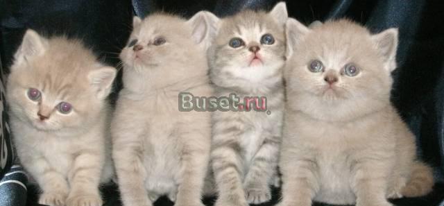 Очаровательные британские котята Санкт-Петербург