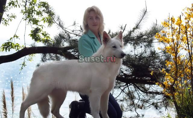 Щенки белой швейцарской овчарки Москва