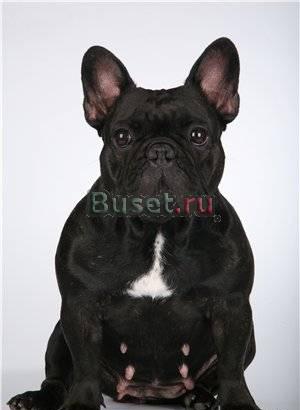 Щенки французского бульдога от чемпионов Москва