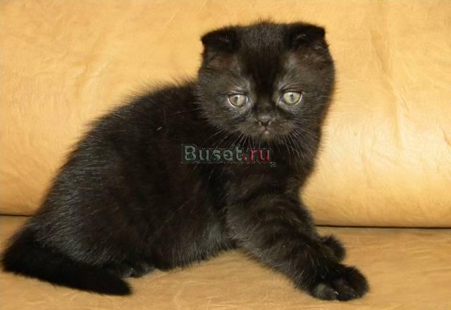 Шотландская вислоухая кошечка Москва