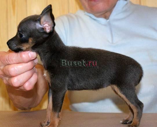 Щенок русского тоя. Девочка (гш) г-п Москва