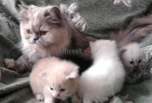 Полуперсидские котята Боровичи