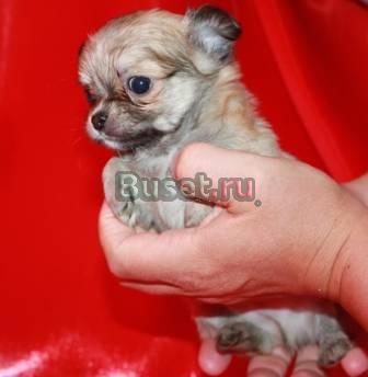 Щенки чихуахуа, большой выбор Москва