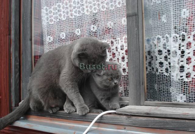 Котята Москва