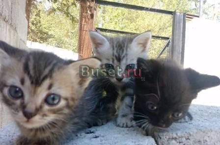 Котята простые Геленджик