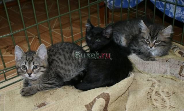 Котята в добрые руки Новосибирск