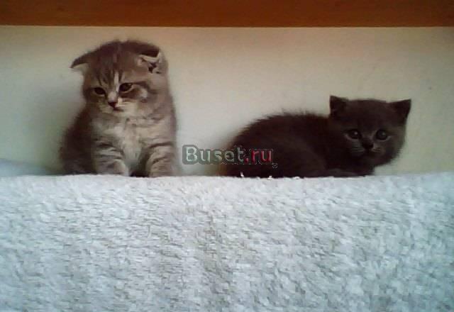 Шотландские и британские котята Москва