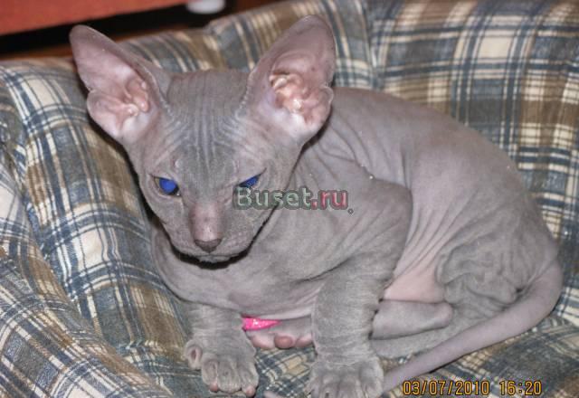 Красивые котята,породы донской сфинкс Санкт-Петербург