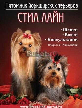 Йоркширский терьер- щенки мини и стандарт Санкт-Петербург