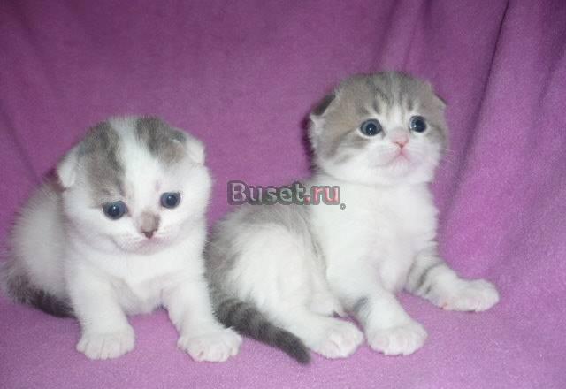 Скоттиш-фолд и скоттиш-страйт Москва