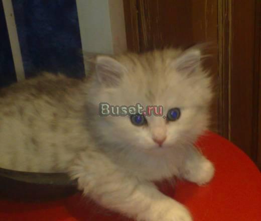 Куплю Ангорского котёнка Ярославль