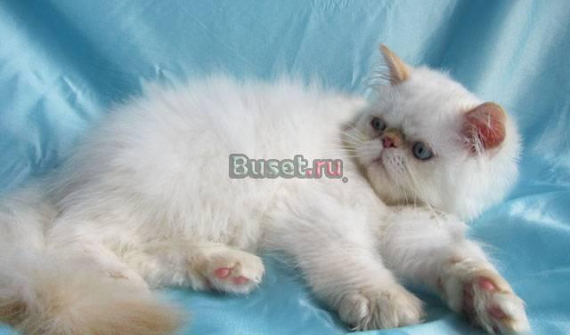 Мальчик рэд пойнт Санкт-Петербург