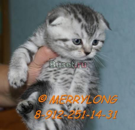 Шотландские вислоухие, шоу класса Екатеринбург