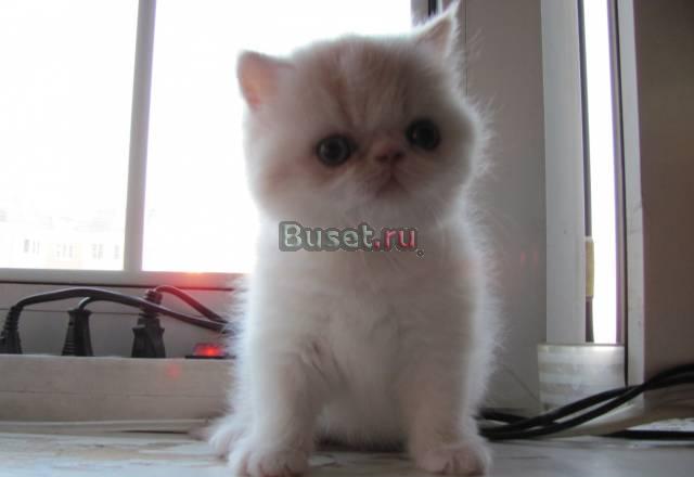 Котёнок Москва