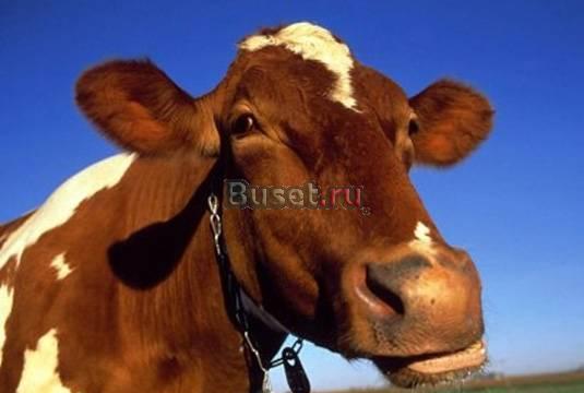 Молочно животноводческое хозяйство Новороссийск