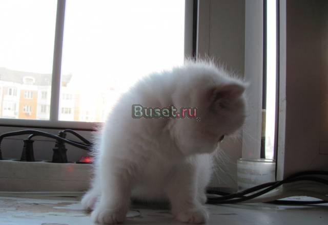 Котёнок Москва