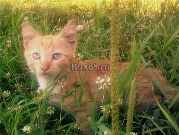 Котенок Рафаэль-очаровательный непоседа, в дар Москва