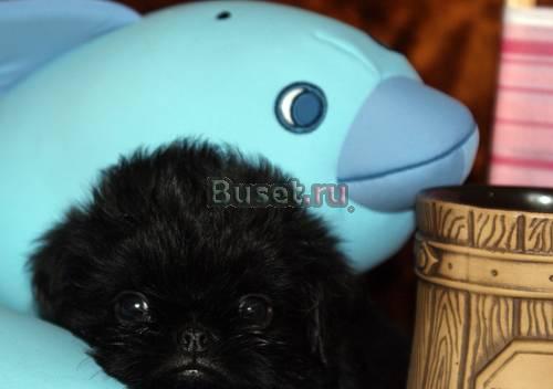 Гриффон бельгийский мальчик Санкт-Петербург
