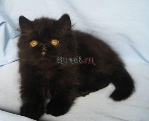 Персидский котик Москва