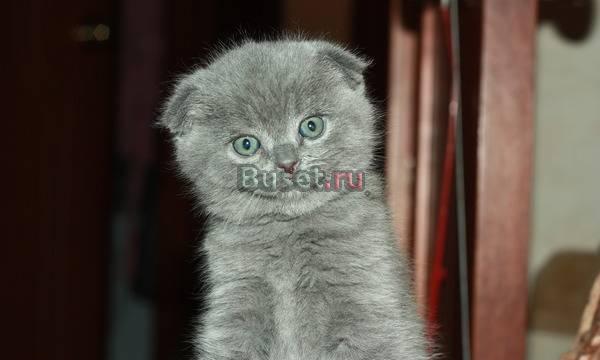 Шотландская вислоухая кошечка Москва