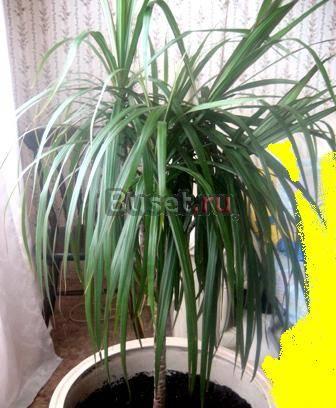 Продам пальму Драцена Москва