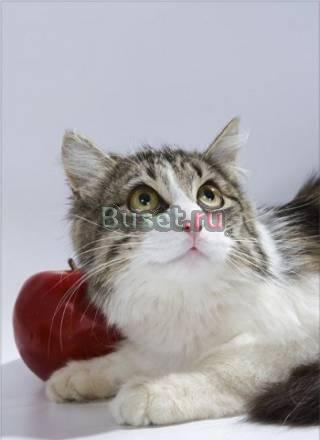 Настоящий КотоМужчина Василий в дар Москва