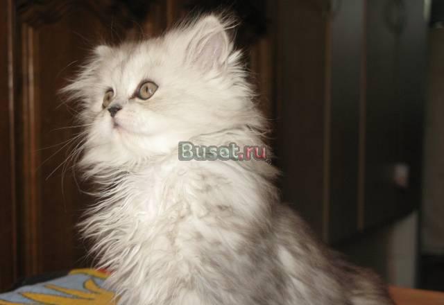Котята персидской породы, классического типа Москва