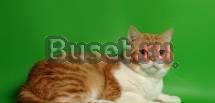 Пристраиваю котят.уезжаю.есть родословная Москва